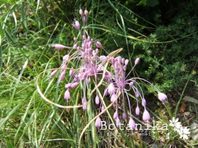 Allium carinatum